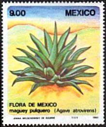 mexico1986-agave.jpg